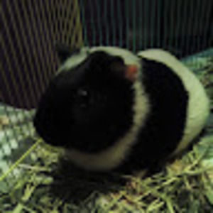 Meet your Posher, Elliot